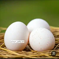 تخم بوقلمون