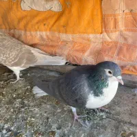 چهار عدد پرشی گرفتی نر|پرنده|سبزوار, توحیدشهر|دیوار