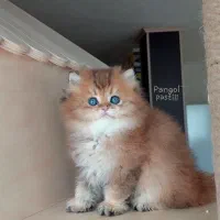 بریتیش لانگهیر گلد خاص