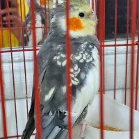 فروش یک جفت عروس هلندی|پرنده|دورود, |دیوار