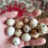 بلدرچین گوشتی تخمگذار