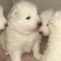 سگ سامویید نر / کشش|سگ|ابهر, |دیوار