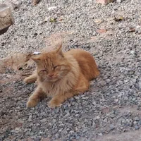 فروش گربه پرشین خیلی قشنگ زیبا قیمت توافقی