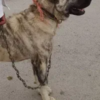 سگ نژاد دار