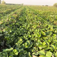 حراج نهال توت فرنگی سابرینا درجه ۱ نی ۱۵میلیون|عمده‌فروشی|خان ببین, |دیوار