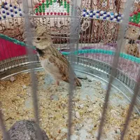 سهره خاکی|پرنده|خورموج, |دیوار