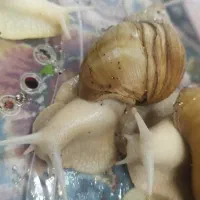 حلزون اچاتینا