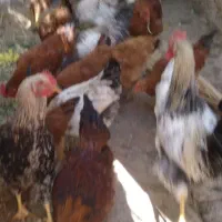 خروس محلی|حیوانات مزرعه|تربت‌حیدریه, شهرک ولیعصر|دیوار