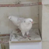 شمرونی جوجه اخموی اخمو