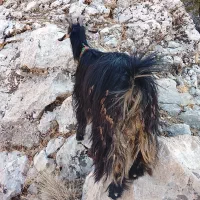 بز معاوضه بامیش|حیوانات مزرعه|ایذه, |دیوار