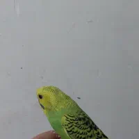 پرنده مرغ عشق