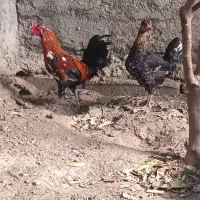 مرغ و خروس گلین|حیوانات مزرعه|رامیان, |دیوار