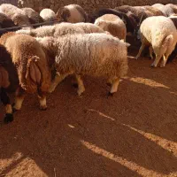 بره چاق|حیوانات مزرعه|کوه چنار, |دیوار