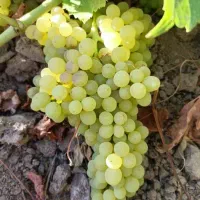 فروش انگور
