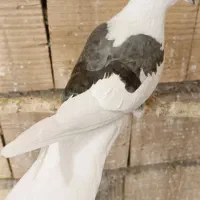 کفتر.نژاد.قدیم.عتیقه.خال پرش|پرنده|ری, شهرری|دیوار