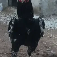 خروس لاری|حیوانات مزرعه|قزوین, |دیوار