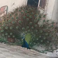 طاووس زیبا خانگی رام ۱۲ملیون