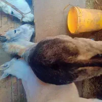 خرفروشی|حیوانات مزرعه|زاوه, |دیوار