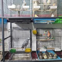 کاسکو راهب ملنگو گرینچیک عروس برزیلی مینا سهره|پرنده|همدان, |دیوار