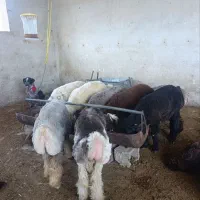 بره نر ریز تا درشت آماده ی پروار