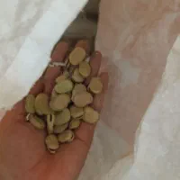 باقله درجه یک و خشک