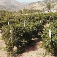 یونجه تمیز نرم