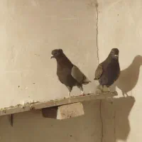 چند جفت کفتر به درد بخور