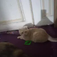 مهربون|گربه|مشهد, حضرت حجت|دیوار