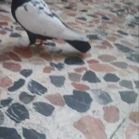 یک عدد سینه سیاه
