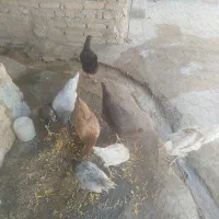 پنج دانه جوجه وچهارتامرغ