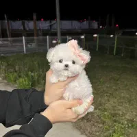 توله پودل مینیاتوری