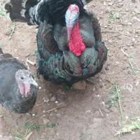 بوقلمون‌وخروس‌لاری