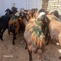 14راس میش قزل افشار