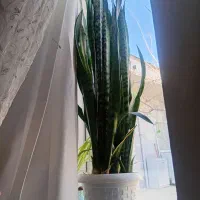 گل شمشیری|گل و گیاه طبیعی|صائین قلعه, |دیوار