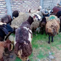 میش زاییده میش آبستن سنگین مایه کرده