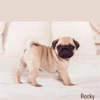 توله سگ پاگ ۳ ماهه