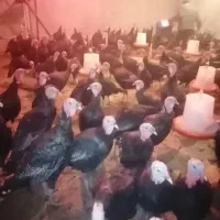 بوقلمون نر برنز اصل