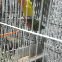 کوتوله برزیلی ،جوجه،تخم،مولد،همه رنگی مرغ عشق