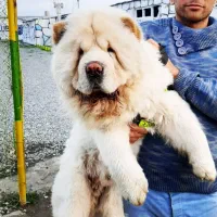 چاو چاو و ژرمن توله های گرید .WS