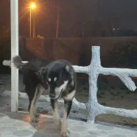 سگ افغان نگهبان درجه یک به شرط سه ساله