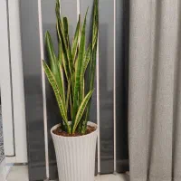 گل طبیعی|گل و گیاه طبیعی|نظرآباد, رسالت|دیوار