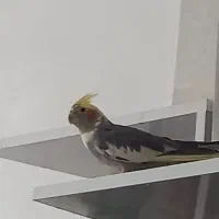 عروس هلندی دست اموزبا ادب