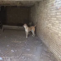 سگ سرابی10ماهه
