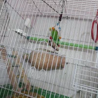 مرغ عشق مینا به فروش میرسن