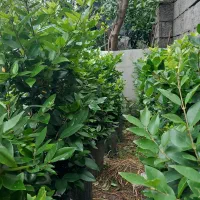 گل های بیرونی طبیعت زیبا|خدمات باغبانی و درختکاری|کلاچای, |دیوار