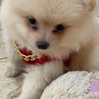 سگ پامرئن عروسکی