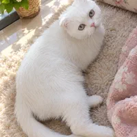 فروش گربه اسکاتیش