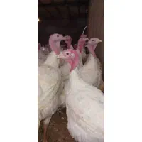 گوشت بوقلمون زنده