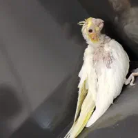 جوجه عروس هلندی