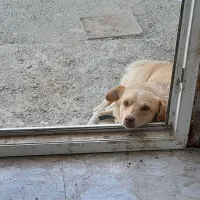 سرم برای درمان بیماری پاروا توله سگ|لوازم جانبی حیوانات|رباط‌کریم, رباط‌کریم|دیوار